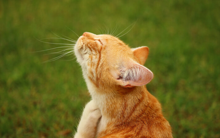 Photo of a ginger cat Itching Itself outside on a green lawn.