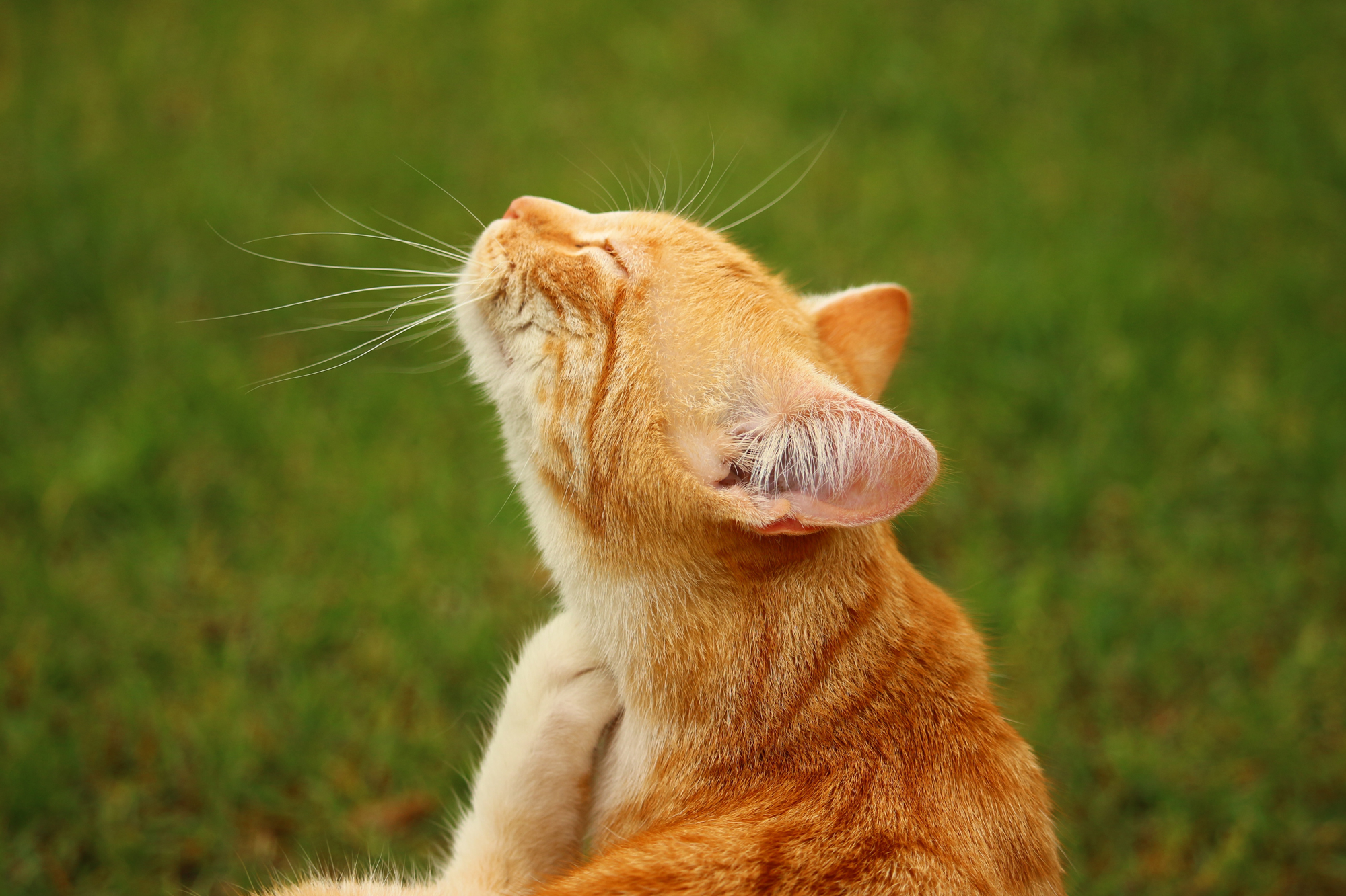 Photo of a ginger cat Itching Itself outside on a green lawn.