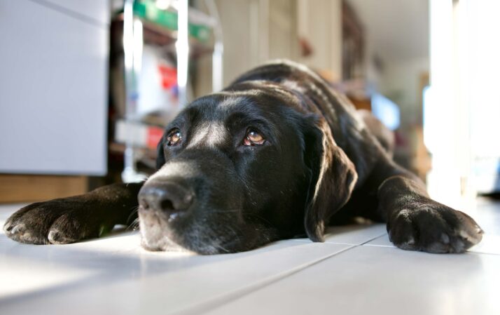 pet poisons for dogs and cats