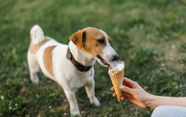 Small dog standing in a yard and licking an ice cream cone