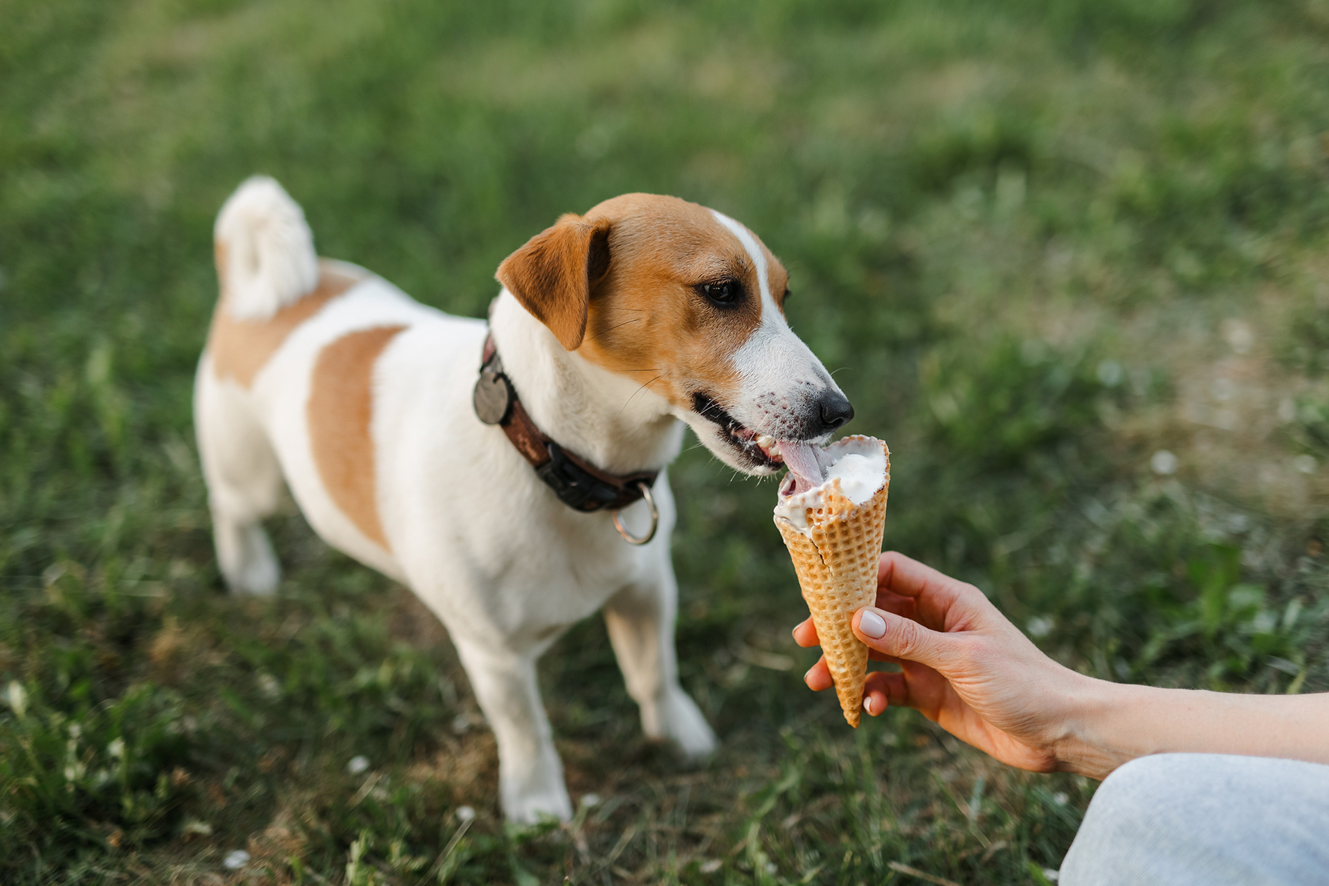 Small dog standing in a yard and licking an ice cream cone