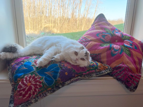 Cat taking a nap by the window.