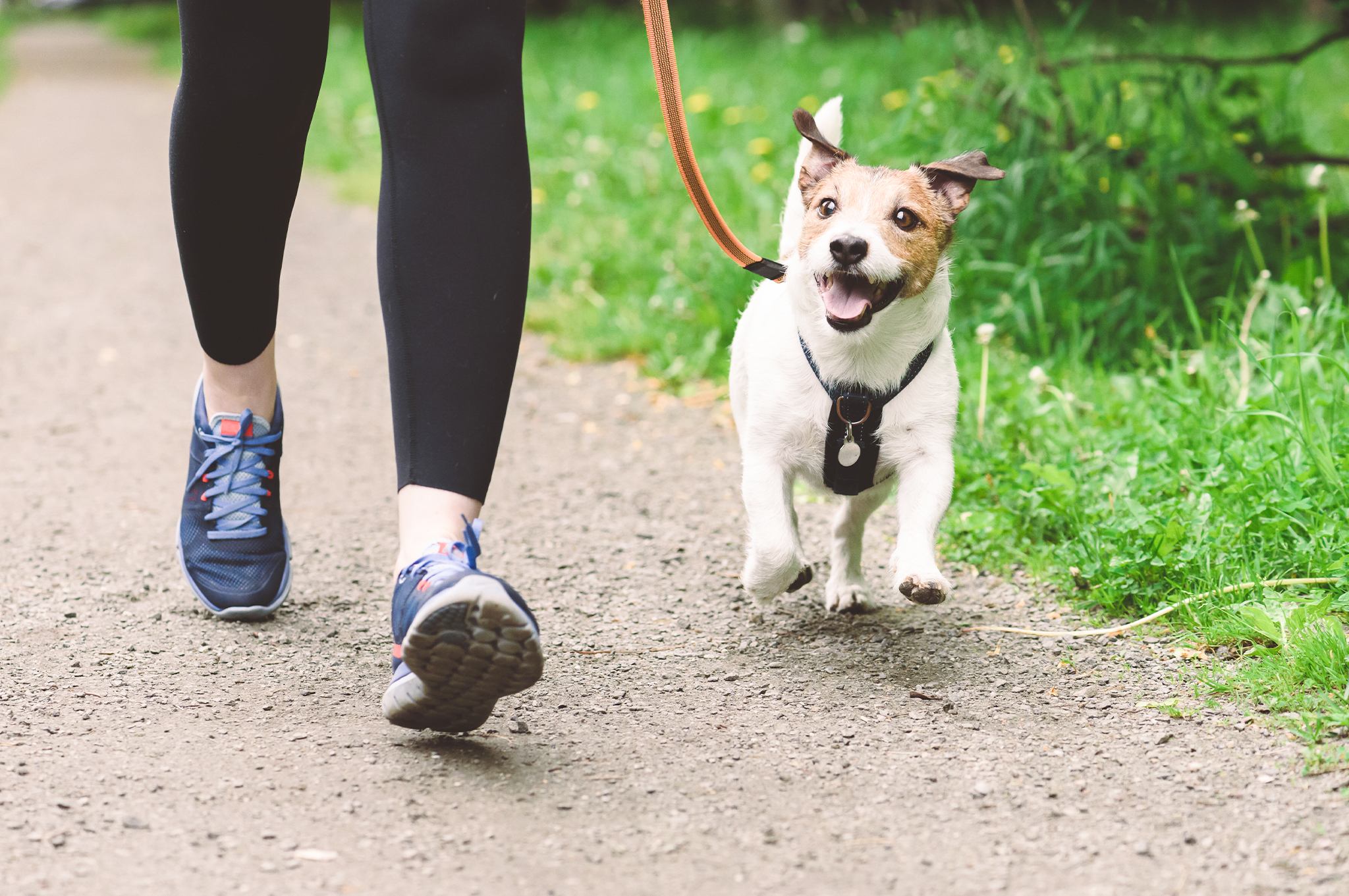 Woman taking her dog on a walk